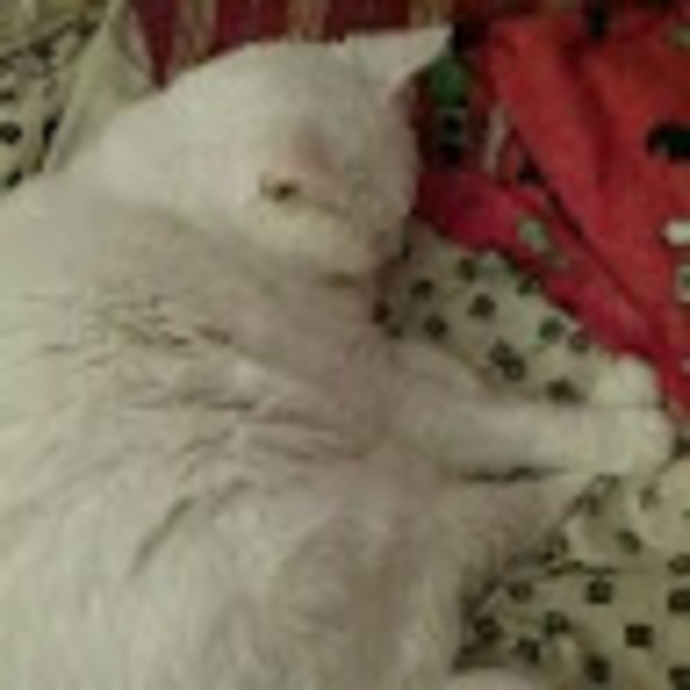 Meet your Posher, Cici